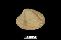 藏品(海瓜子簾蛤)的圖片